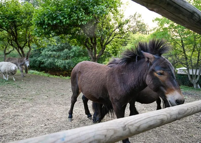 Isidoro Ampio Parco ,piscina Privata, Arte E Giochi , Fitness