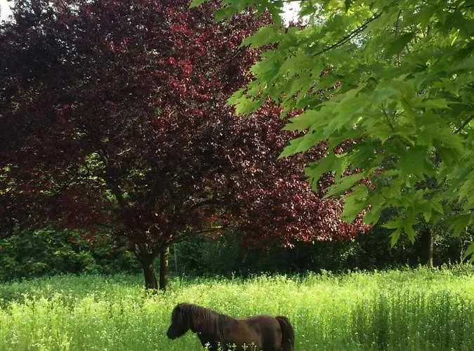 Villa Isidoro Ampio Parco ,piscina Privata, Arte E Giochi , Fitness *
